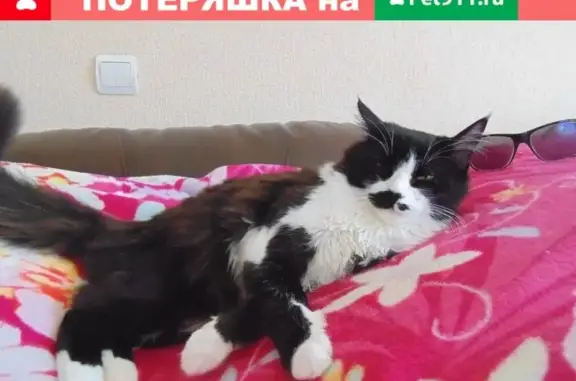 Пропала кошка в Армавире, Краснодарский край: помогите вернуть красавца домой!