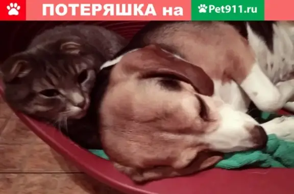 Кошки потеряшки, Ланьшино Снт, фото: Потеряшка кошка Котик в СНТ Ланьшино, Московская область