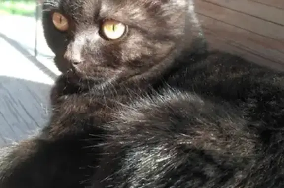 Пропала кошка Персик в Кудиново-Люкс, Московская область