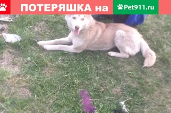 Пропала собака Сибирский Хаски в Миассе