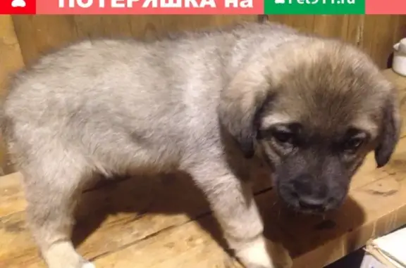 Пропала собака в Яксатово, вознаграждение 5000 рублей