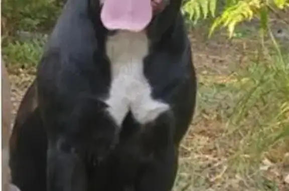 Пропала собака в Петушинском районе, вознаграждение!