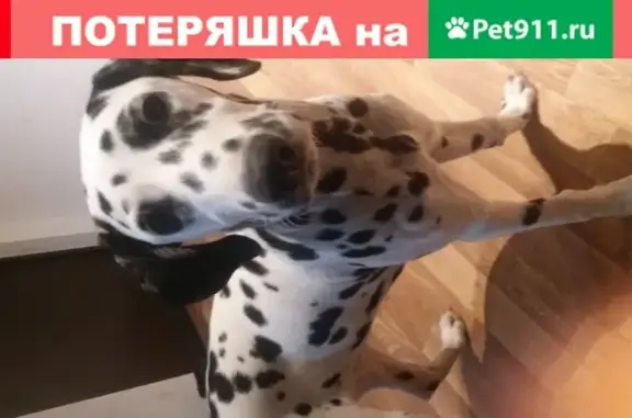 Собака на ул. Героев-Разведчиков ищет дом