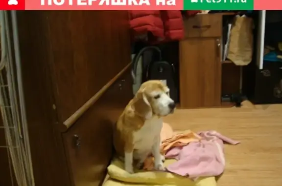 Собака с клеймом WT 18 найдена в Москве на Циолковского