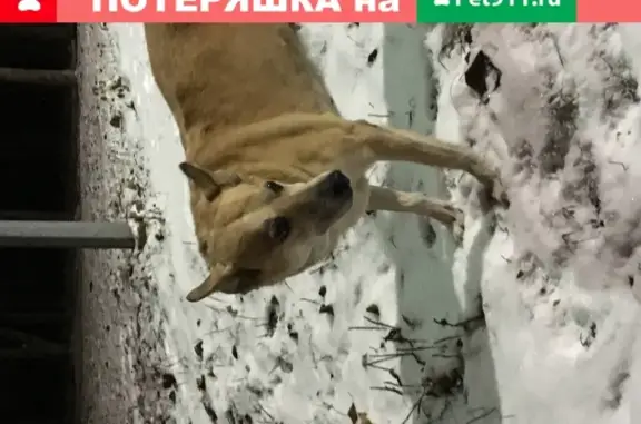 Найдена течная собака в Медведково, Москва