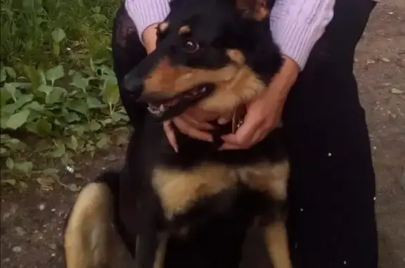 Пропала собака Дина в деревне Никольское