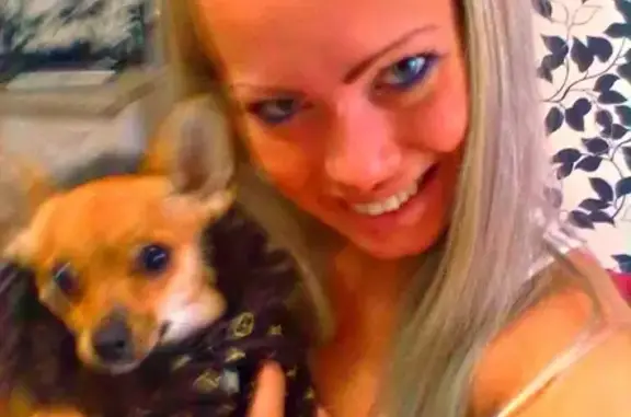 Собаки потеряшки, Астрахань, фото: Потеряшка собака на улице Звездной, 61к1 в Астрахани