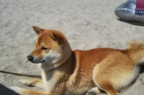 Пропала собака в Тюмени, помогите найти!