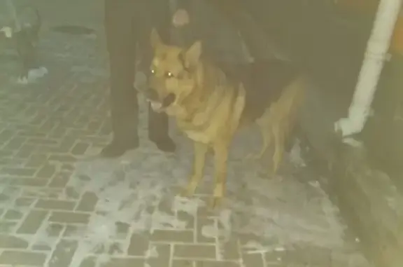 Найден добрый пёс на ул. Трудовая, Рязань