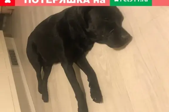 Собака Лабрадор найдена в Адлере.
