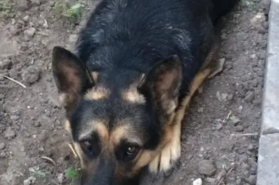 Пропала собака Найда в Анапской, Краснодарский край