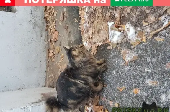 Найден домашний кот бобтейл в Мытищах