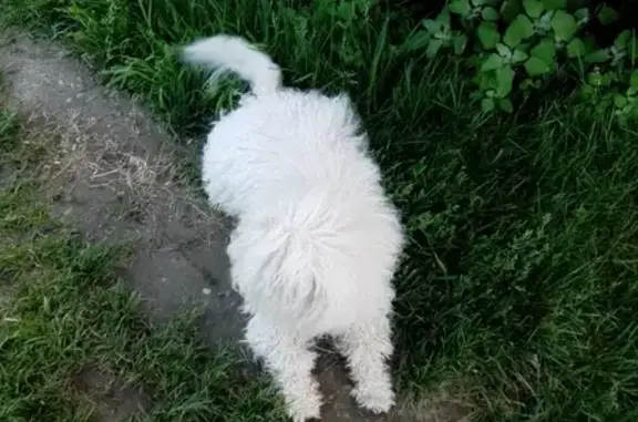 Пропала собака с клеймом THR 6379 в Томске, Школьный переулок 19