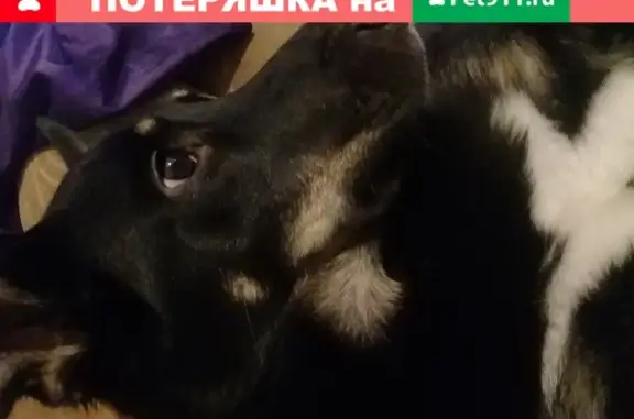 Пропала собака в Немчиновке, помогите найти!