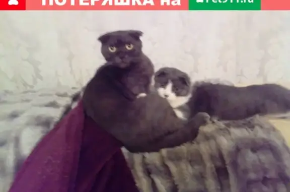 Пропала кошка в Семилуки, Воронежская область на улице Земская