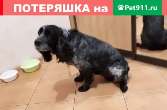 Пропала собака Чаган, русский спаниель, Вилюйский тракт