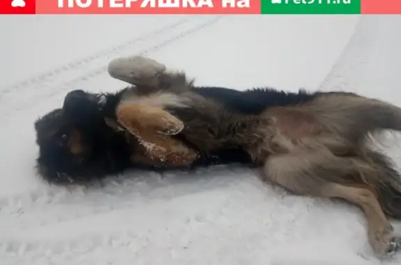 Собака найдена на улице Бабушкина, 5