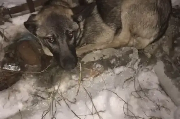 Найдена собака на ул. Технической, Екатеринбург
