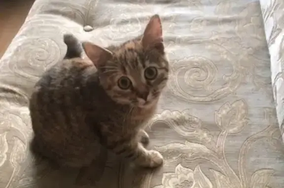 Найдена домашняя кошка в Санкт-Петербурге