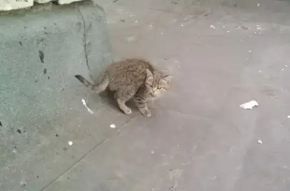 Найден котенок на ул. Мира в Бежицах, ищем хозяев