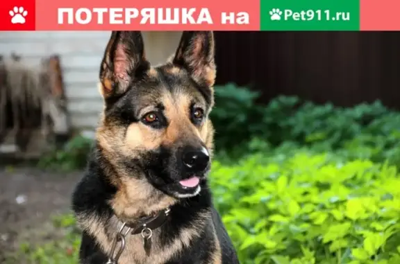 Собаки потеряшки, Верхняя Тура, фото: Потеряшка собака на ул. МОЛОДЦОВА, Верхняя Тура