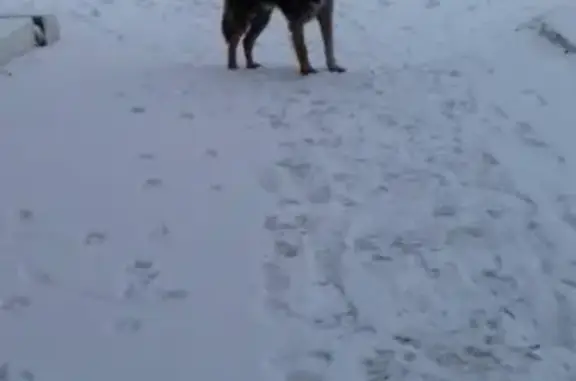 Собака найдена на улице Бабушкина в Смоленске