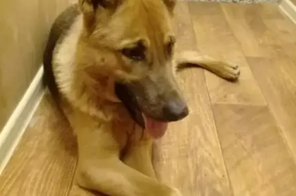 Найдена собака в Новомосковске, ищем хозяев.