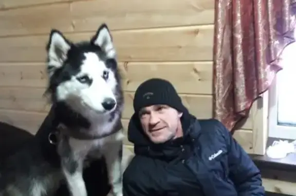 Пропала собака в Прокопьевске, вознаграждение