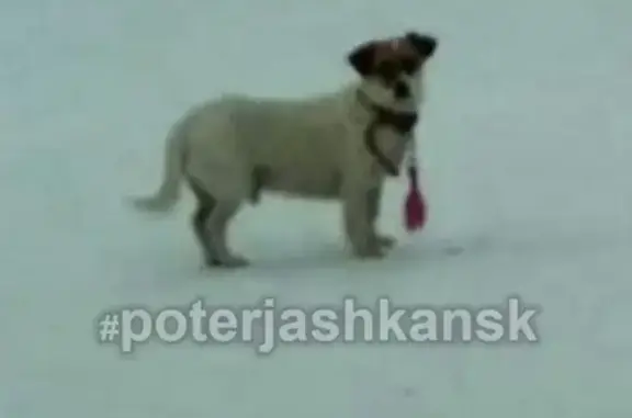 Пропала собака в Дзержинском районе, помогите найти!