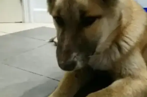 Потерянная собака в Благовещенске, Россия