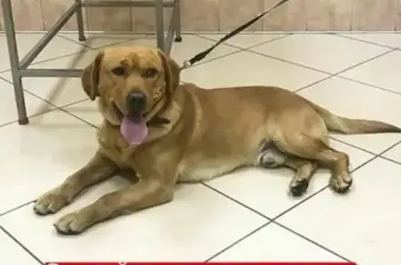 Найдена собака в Богородском районе Москвы