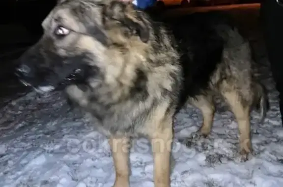Найдена собака в МО, Истринский район