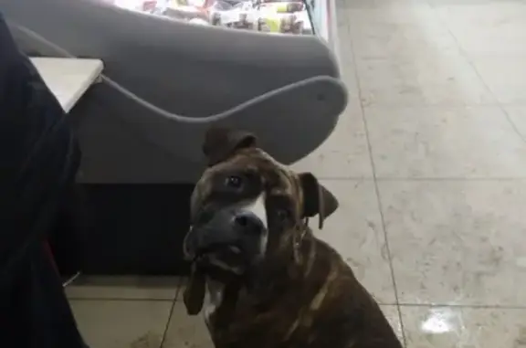Найдена собака возле магазина на Бойцов 9, Курск
