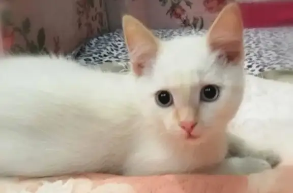 Найден белый котенок (Каменск-Уральский)