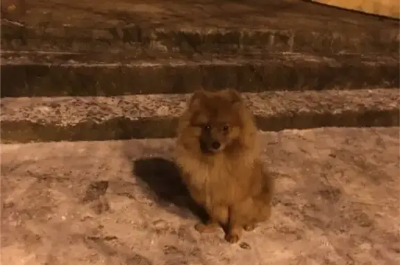 Найдена домашняя собака в Дмитрове, ищем старых хозяев