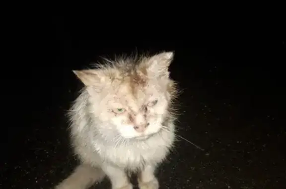 Пропал кот в районе МРЕО ГАИ, нуждается в лечении.