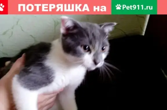 Пропали кошка и кот в пос. Строитель, Липецкая обл.