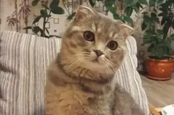 Пропала кошка в Нефтегорске, вознаграждение за находку.