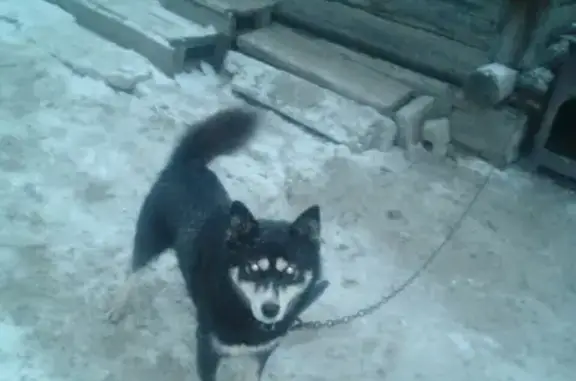 Найдена собака в Заводском районе, Хаски с ошейником.