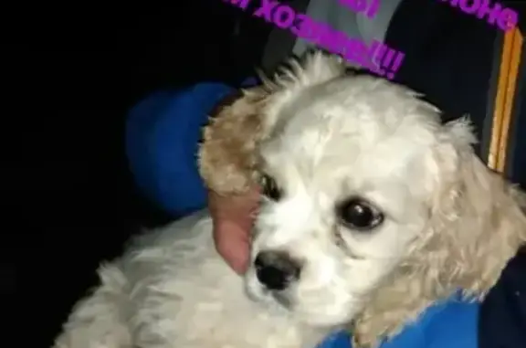 Найден щенок возле школы 38 во Владимире