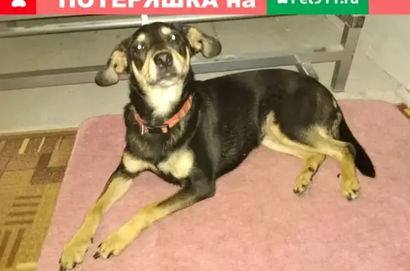 Найдена собака в Калуге!