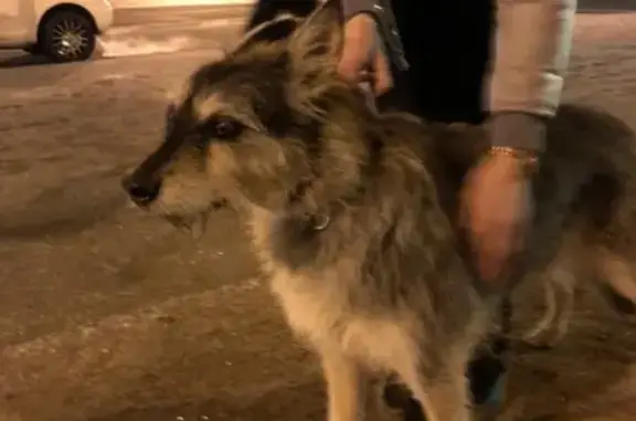 Найдена собака в Калининском р-не С-Пб