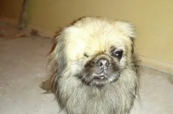 Найдена собака в районе гаражей Жукова-Сентюрева