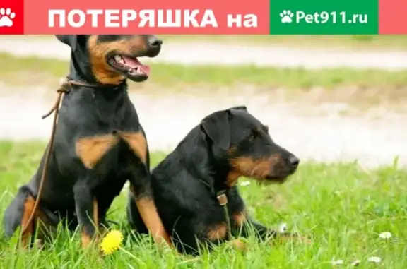Пропали охотничьи собаки в Туриловке, вознаграждение!