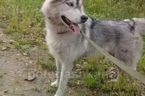 Пропала собака в Садовом, Новосибирск - Сибирский хаски Майя!