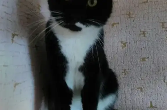 Пропала кошка в Малмыже, вознаграждение гарантировано