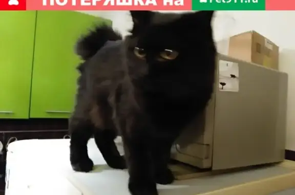 Найдена кошка на ул. Ленина, 97 в Красноярске