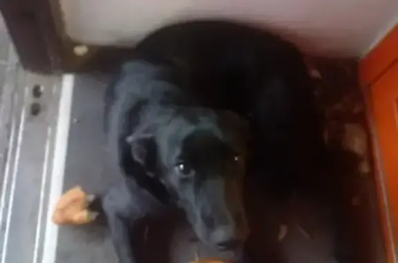 Найдена собака в Чите, нужен хозяин