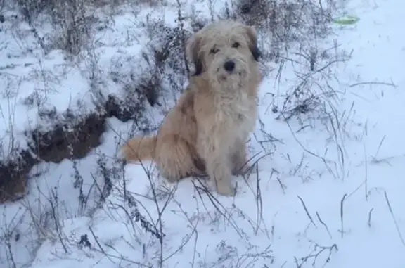 Найдена собака в Красноярске, ищем хозяина