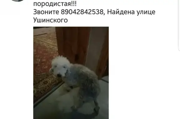 Найдена породистая собака на улице Ушинского в Липецке